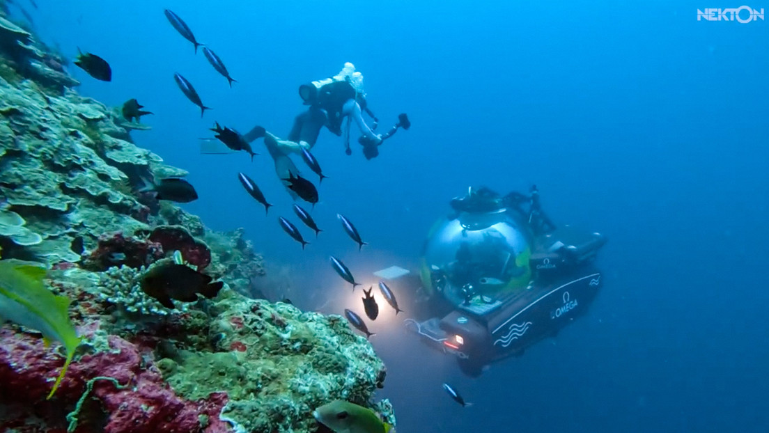 Hallan en la zona de las Maldivas un 'oasis' repleto de vida marina a gran profundidad