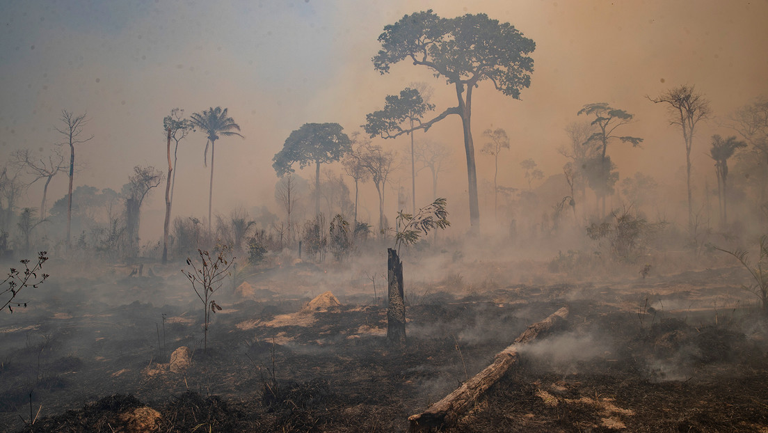 La deforestación de la Amazonía: el legado ambiental de Bolsonaro