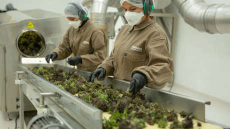 Argentina aprueba la primera planta habilitada para producir cannabis medicinal