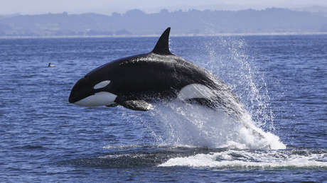 México busca prohibir uso de mamíferos marinos en espectáculos: ¿cuál es la estrategia?