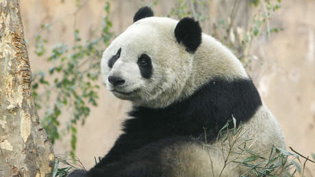 Dos pandas gigantes chinos llegan a Catar en el primer ejemplo de "diplomacia panda" en Oriente Medio