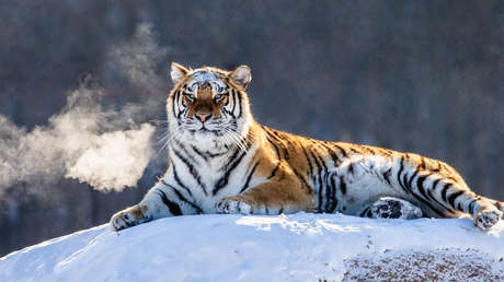 Detectan en China huellas de tigre siberiano, especie casi extinta en el planeta