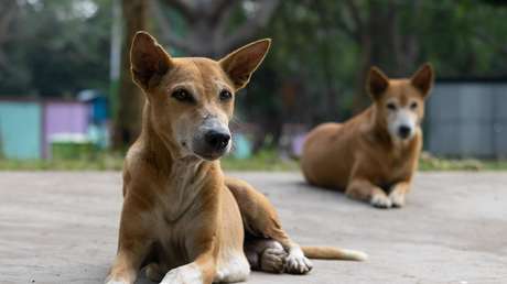 VIDEO: Perros callejeros salvan a un hombre de un atraco en Argentina