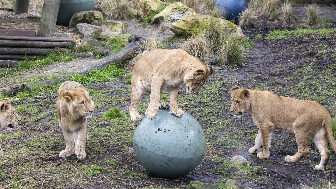 Cinco leones se escapan de su recinto en un zoológico de Australia - RT