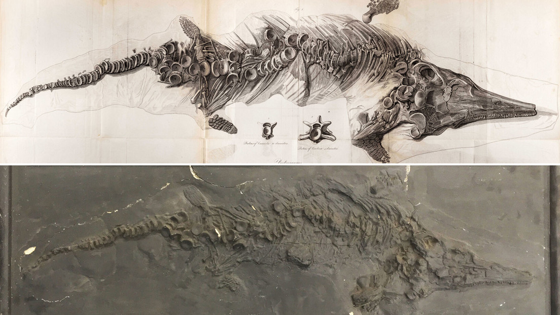 Encuentran copias secretas del histórico fósil del 'pez lagarto' destruido por los nazis