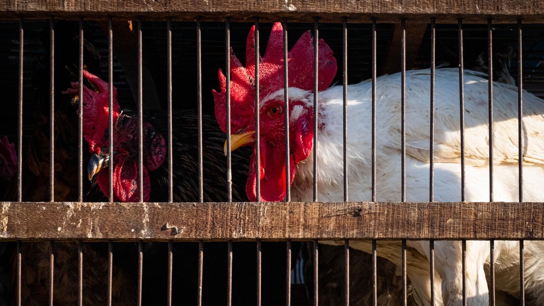 Sacrifican casi 300.000 aves en México por gripe aviar transmisible a los humanos