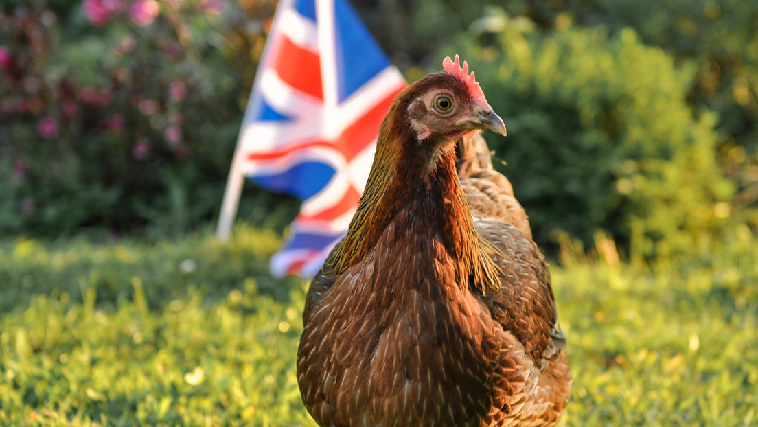 Los supermercados de Reino Unido podrían limitar la venta de huevos ante la escasez
