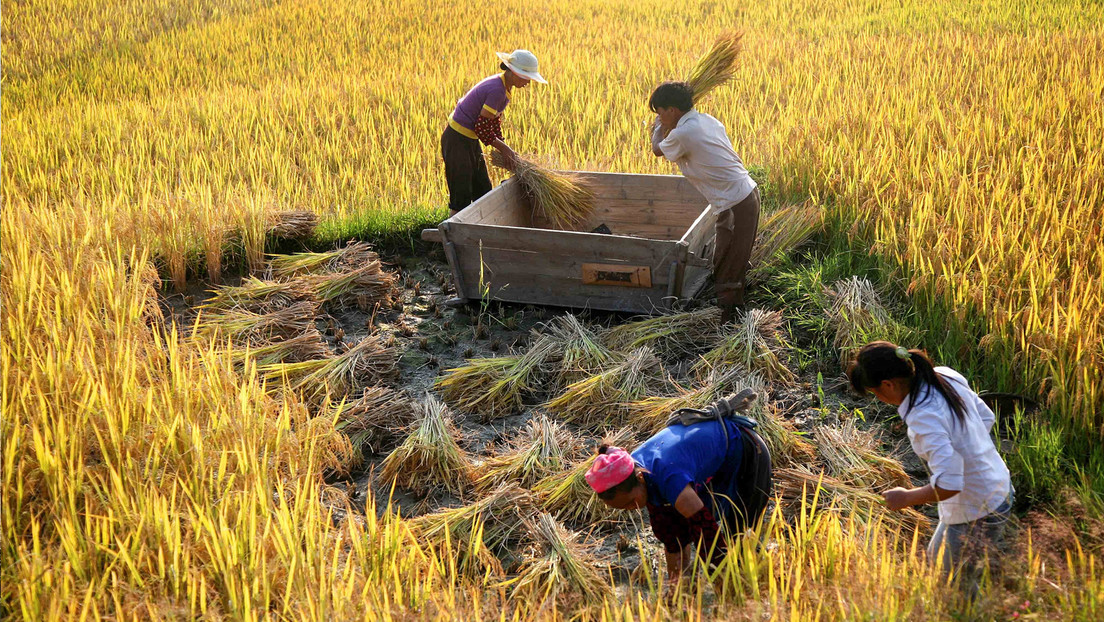 Crean un arroz perenne de alto rendimiento durante años con una sola plantación
