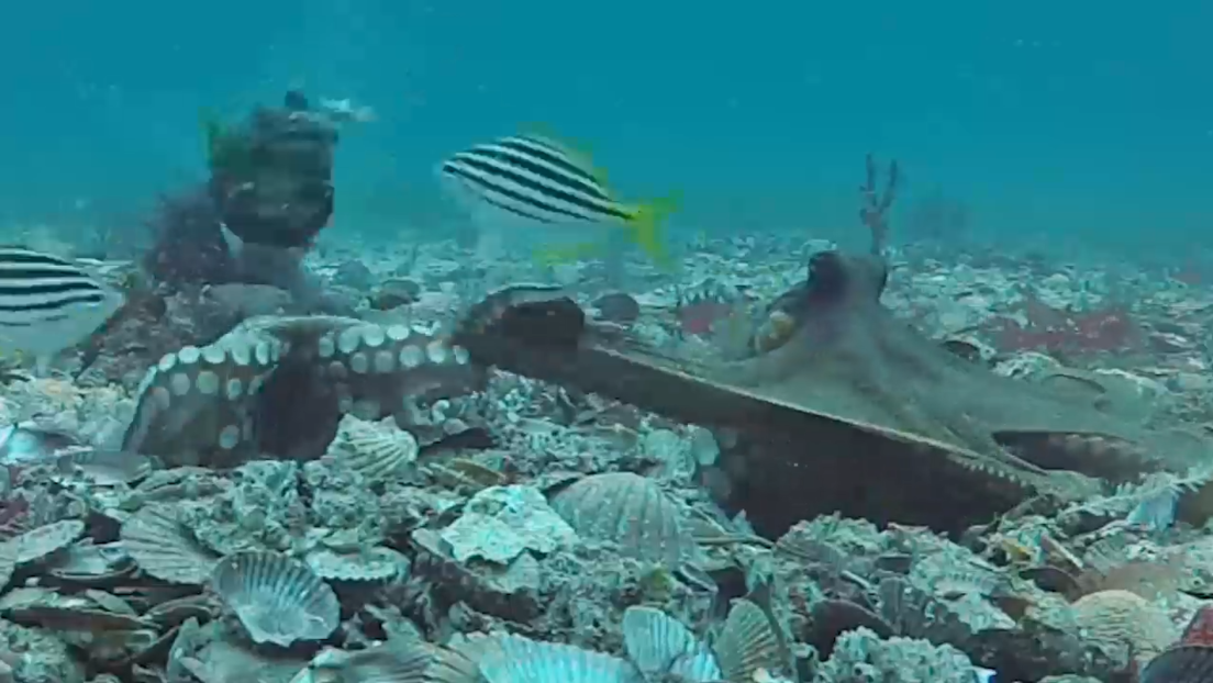 VIDEO: Científicos captan a pulpos tirándose conchas unos a otros