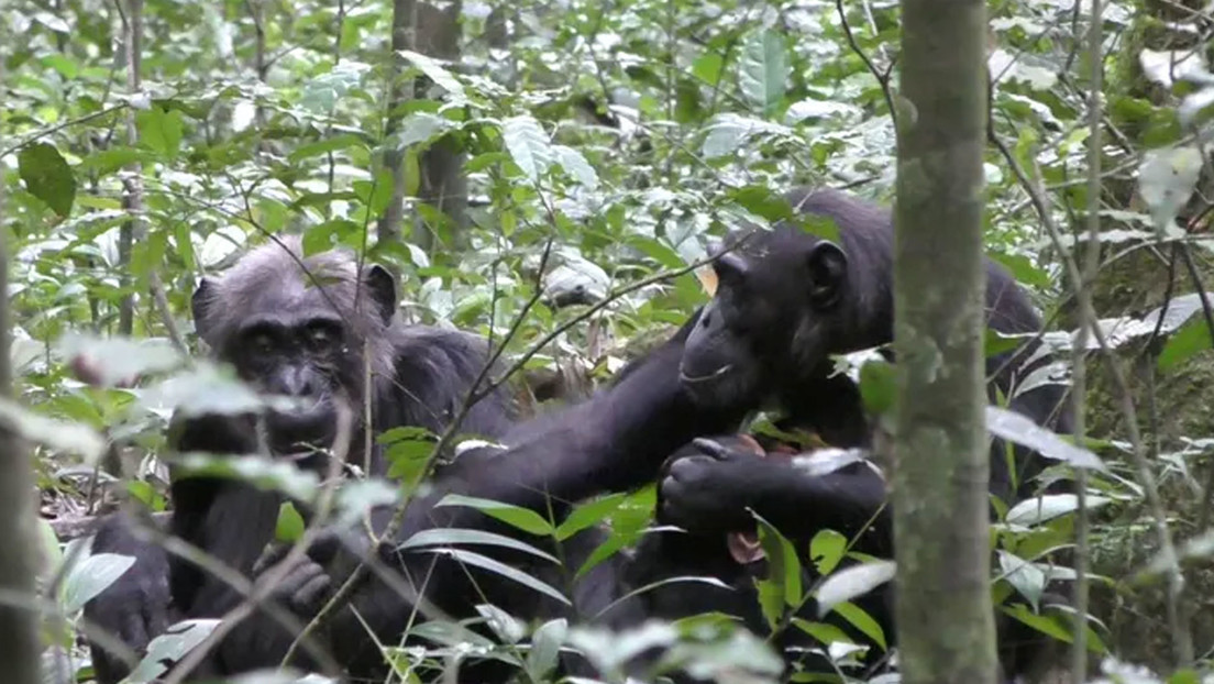 VIDEO: Los chimpancés demuestran un comportamiento que se creía exclusivo de los humanos