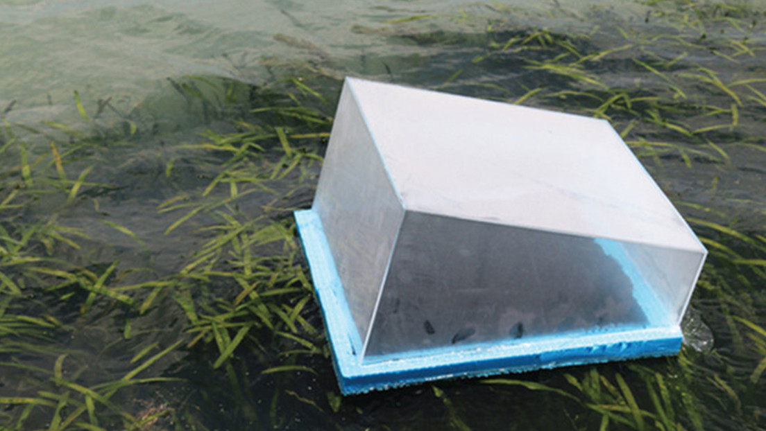 Inventan una tecnología con forma de 'sombrilla' para purificar el agua con energía solar