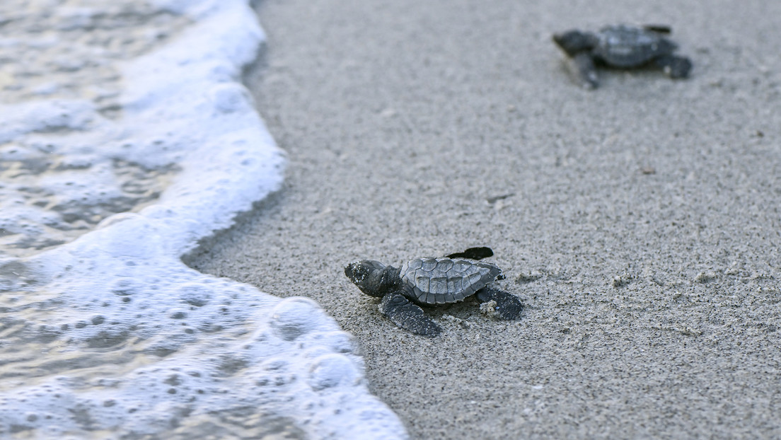 Las tortugas marinas de Panamá, en peligro de extinción por la falsa creencia de que sus huevos son afrodisíacos