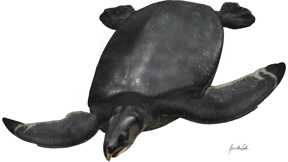 Descubren en España los restos de la 'leviatán enigmática', la mayor tortuga marina de Europa