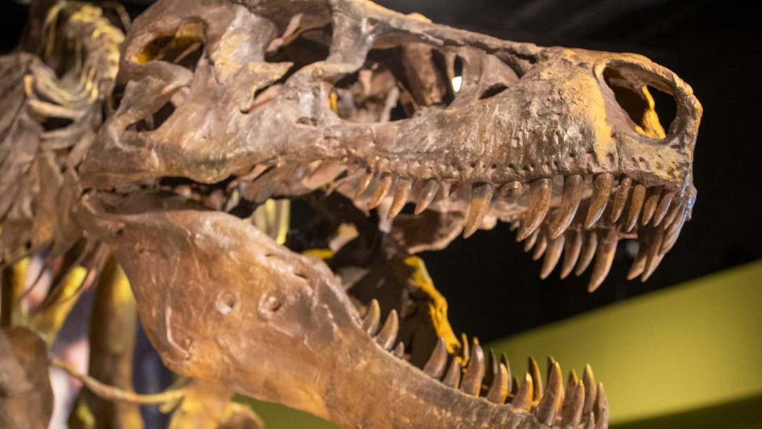 Retiran un esqueleto de dinosaurio de una subasta tras surgir dudas sobre su autenticidad