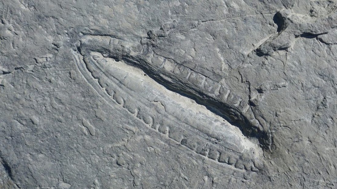 Encuentran rastros de lo que sirvió de alimento hace más de 550 millones de años
