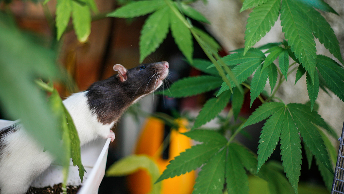 Policías de India acusan a las ratas de comerse más de 500 kilos de marihuana