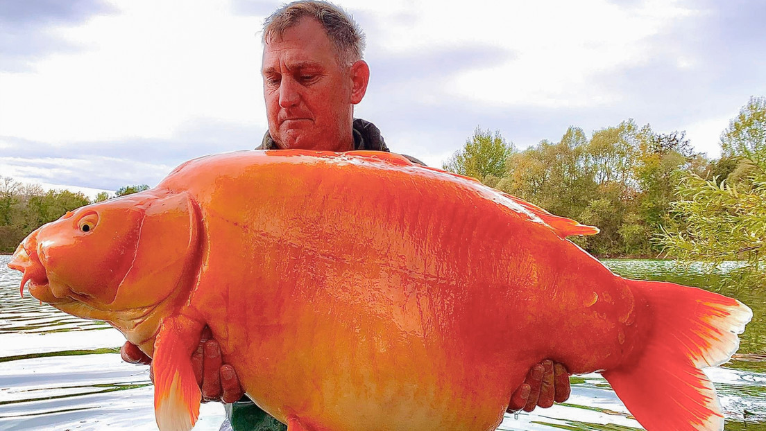 FOTOS: Pescan un pez dorado de 30 kg en Francia