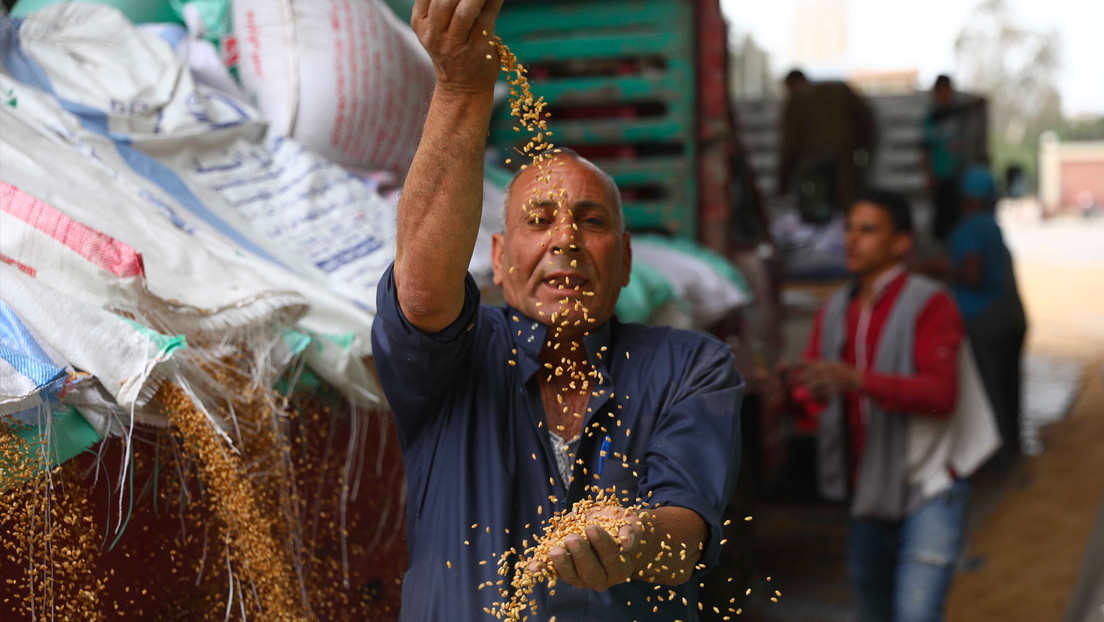 Egipto inaugura su bolsa de materias primas con venta de trigo ruso