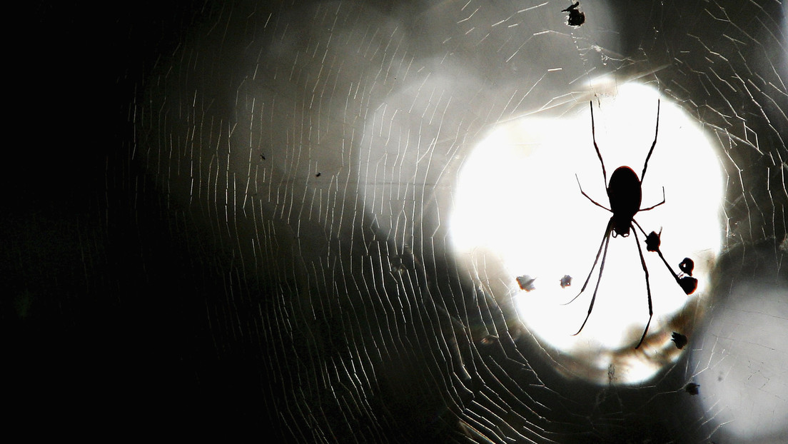 Algunas especies de arañas han evolucionado hasta hacerse más sociales