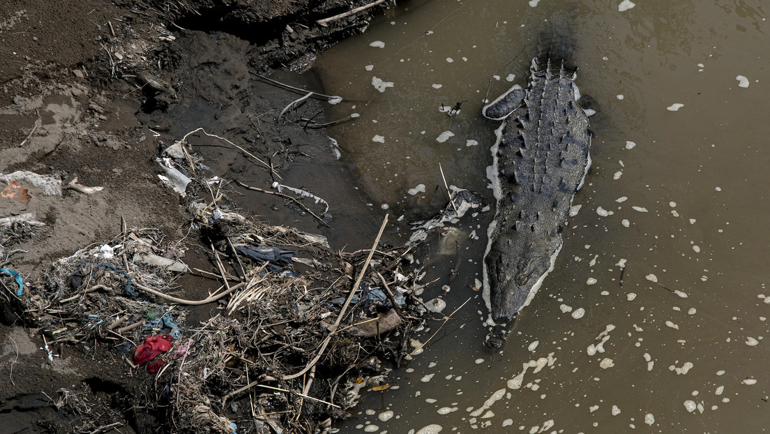 Cocodrilos se adaptan a un río tóxico en Costa Rica: ¿cómo es posible?