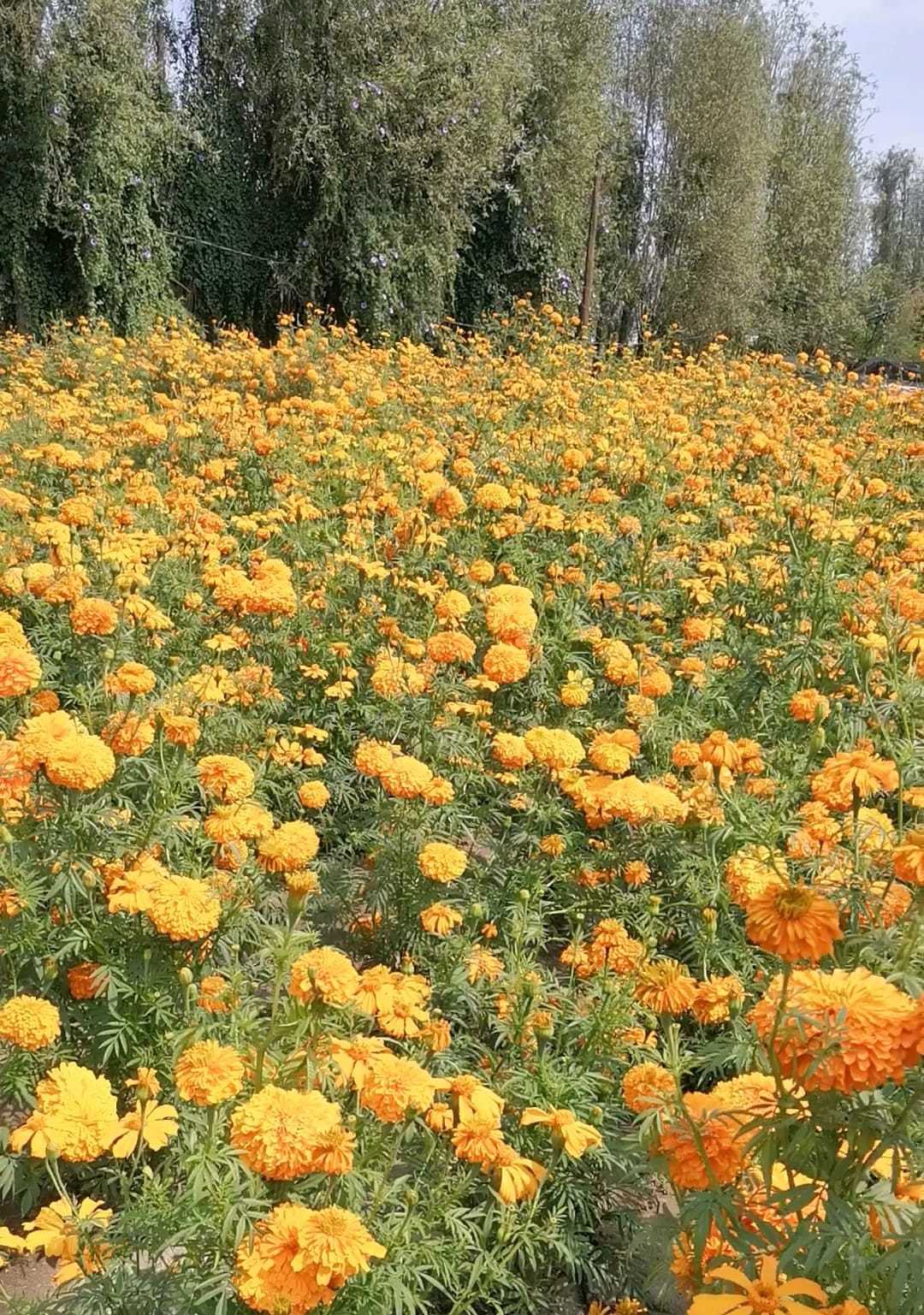 Cempasúchil, los mitos y realidades detrás de la famosa flor del Día de  Muertos - RT