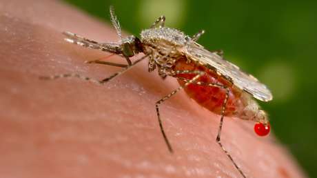 Este mosquito podría amenazar a África con un brote de malaria sin precedentes