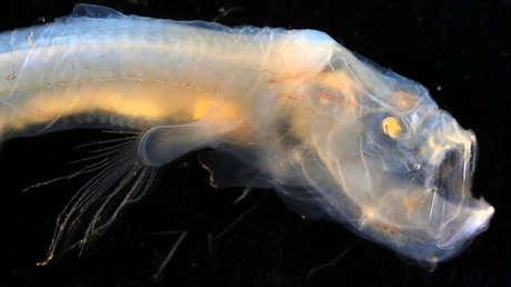Encuentran un 'tesoro' de criaturas extrañas en el fondo del océano