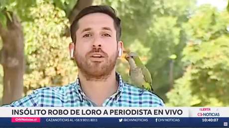Un reportero es 'asaltado' por un loro mientras transmitía en vivo (VIDEO)