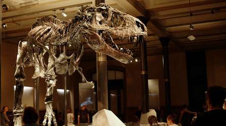 Los T-Rex pudieron ser un "70 % más grandes" de lo que indican los registros fósiles