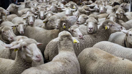 Explican el "gran misterio" de las ovejas que se mueven en círculos en China