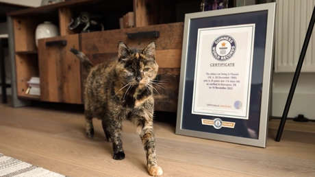 La británica Flossie rompe el récord mundial como la gata más longeva