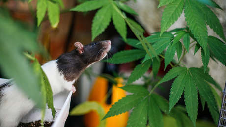 Policías de India acusan a las ratas de comerse más de 500 kilos de marihuana