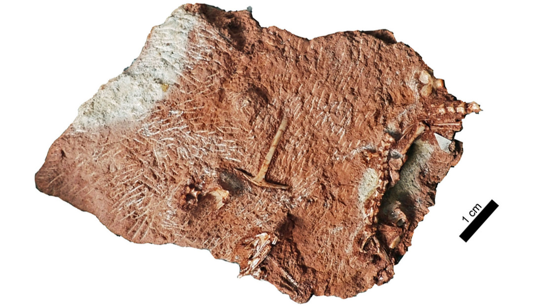 Un fósil hallado en un armario resulta ser una nueva especie de lagarto de más de 200 millones de años