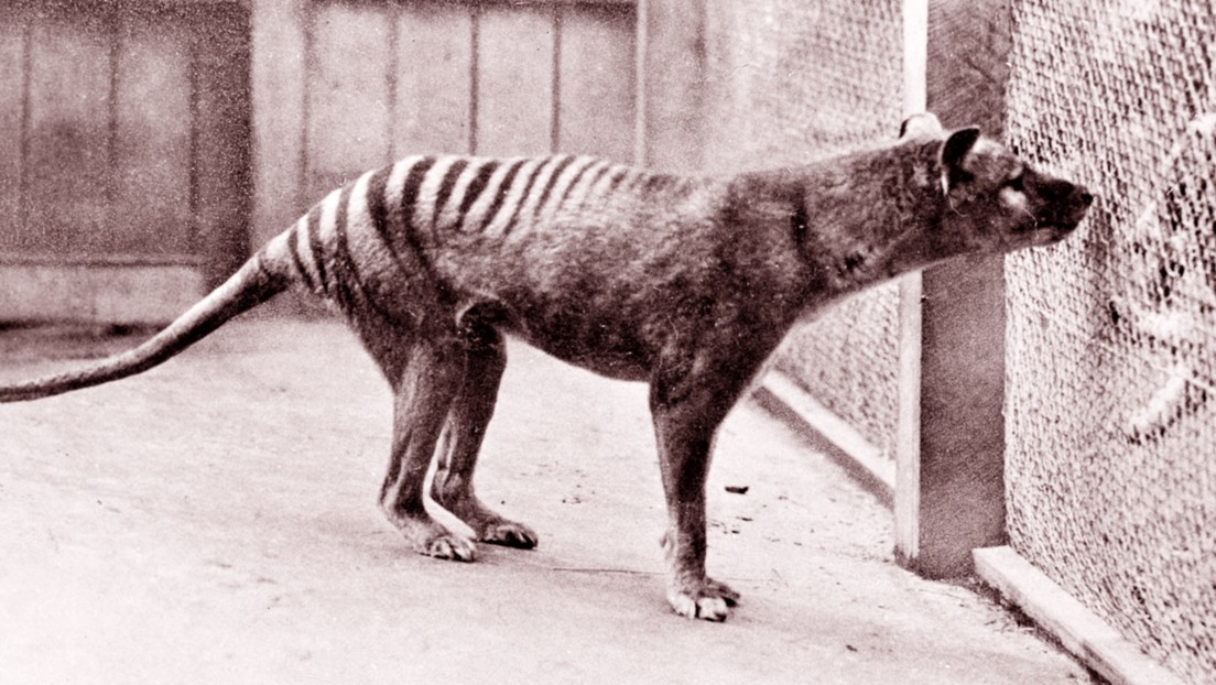 Resuelven el misterio de los restos del último tigre de Tasmania