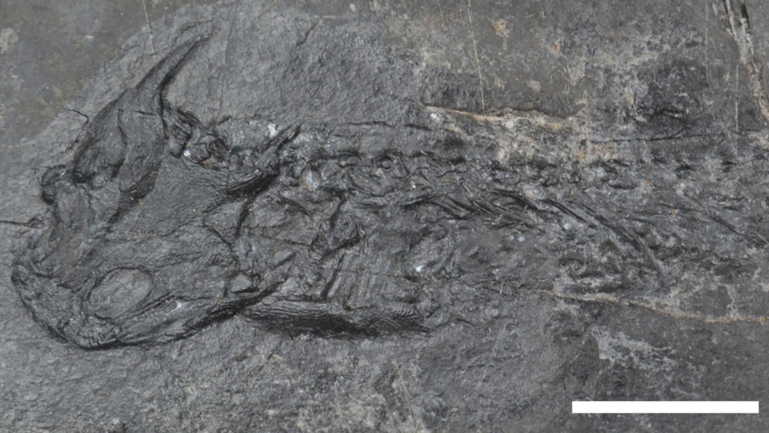 Resuelven el misterio de los "huesos cocinados" de primitivos antepasados de los anfibios