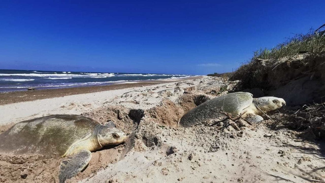 Buscan proteger a tortugas marinas con la creación de 17 nuevos santuarios en playas mexicanas