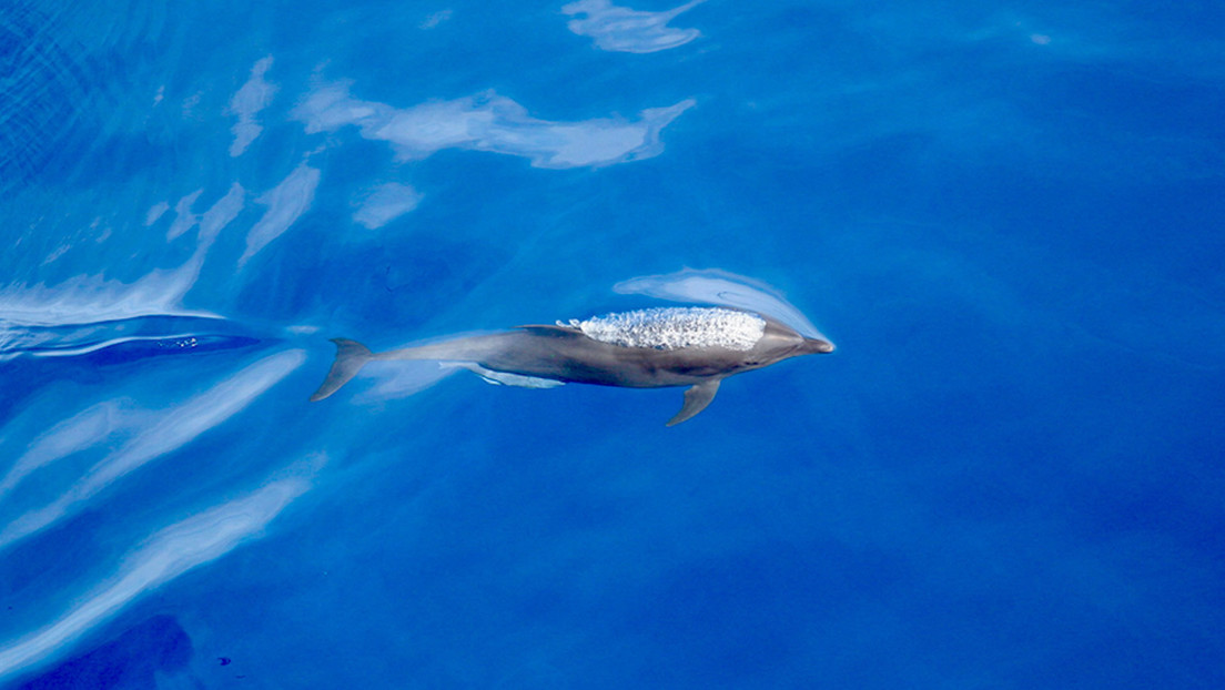 Descubren una subespecie de delfín nariz de botella endémica del Pacífico oriental tropical