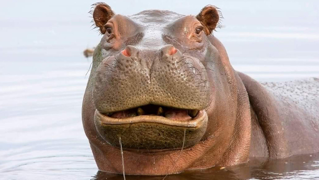 Un hipopótamo salvaje toma por la cabeza un niño de 2 años e intenta tragárselo