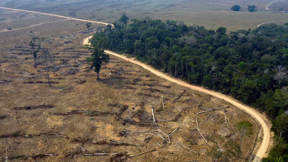 El Gobierno de Brasil permite la explotación de madera en tierras indígenas
