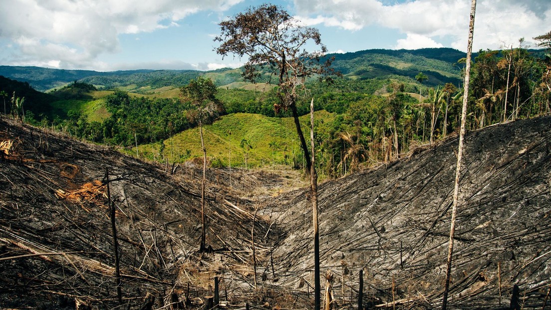 Colombia pierde casi 87.000 hectáreas de bosque en solo nueve meses por la actividad humana