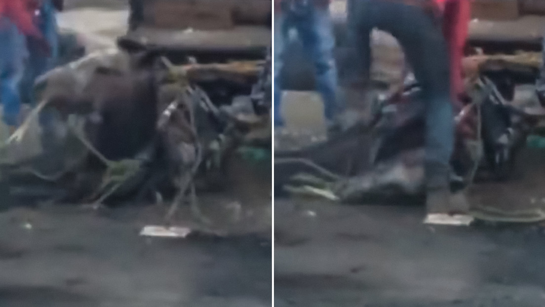 Un hombre maltrata brutalmente a un caballo moribundo en México (VIDEO)