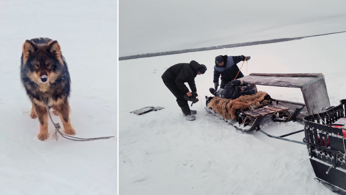 VIDEO: Un perro le salva la vida a su dueño en un río congelado de Siberia