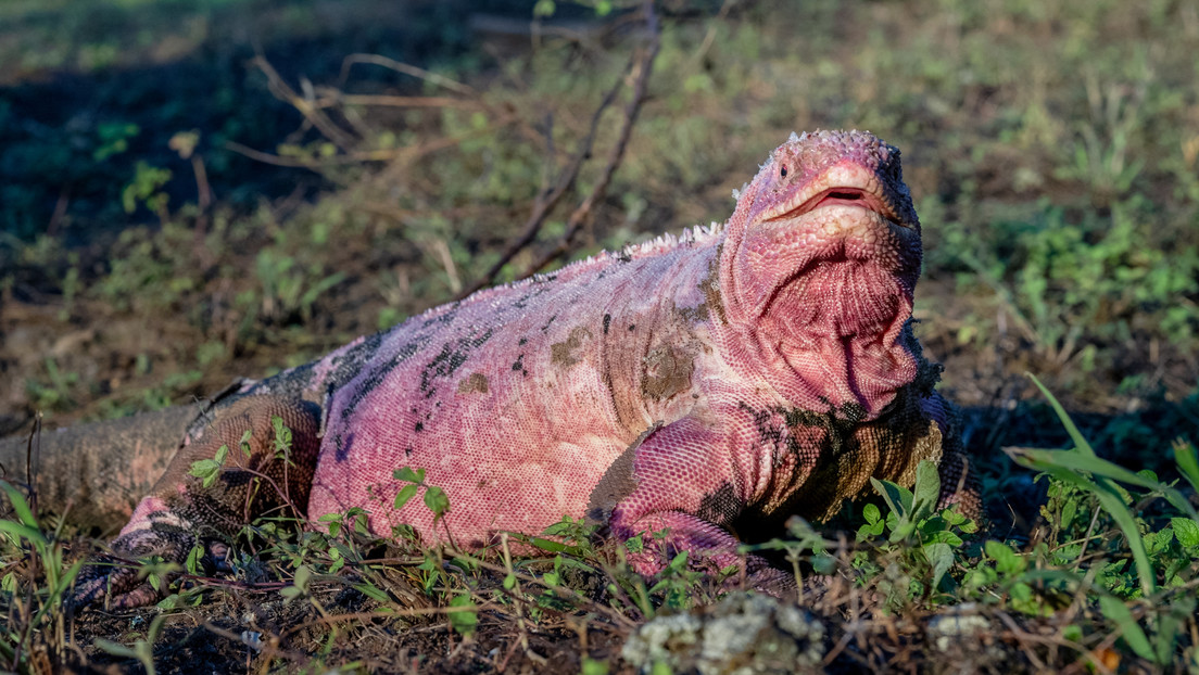 Hallan por primera vez crías de iguana rosada en peligro de extinción en una de las islas Galápagos