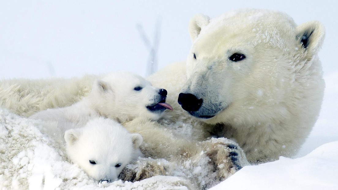 Saltan las alarmas en 'la capital mundial' de los osos polares ante su rápida desaparición