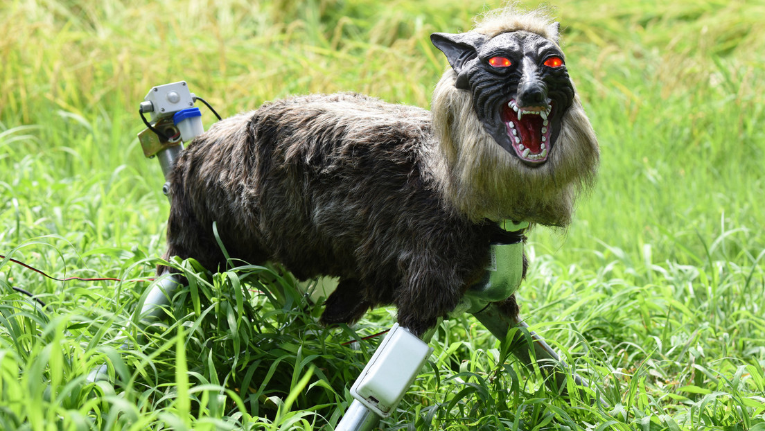 ¿Para qué crean en Japón 'lobos monstruosos' robóticos y drones que ladran?