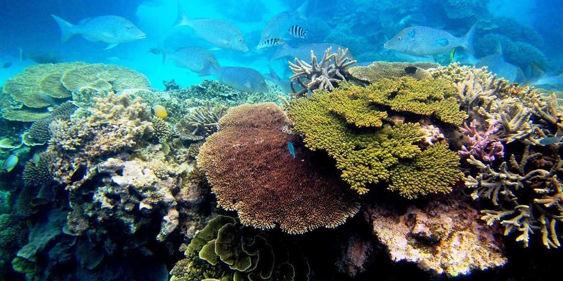 63a049dfe9ff71167b34cea2 Un nuevo método para congelar larvas de coral podría salvar a arrecifes amenazados