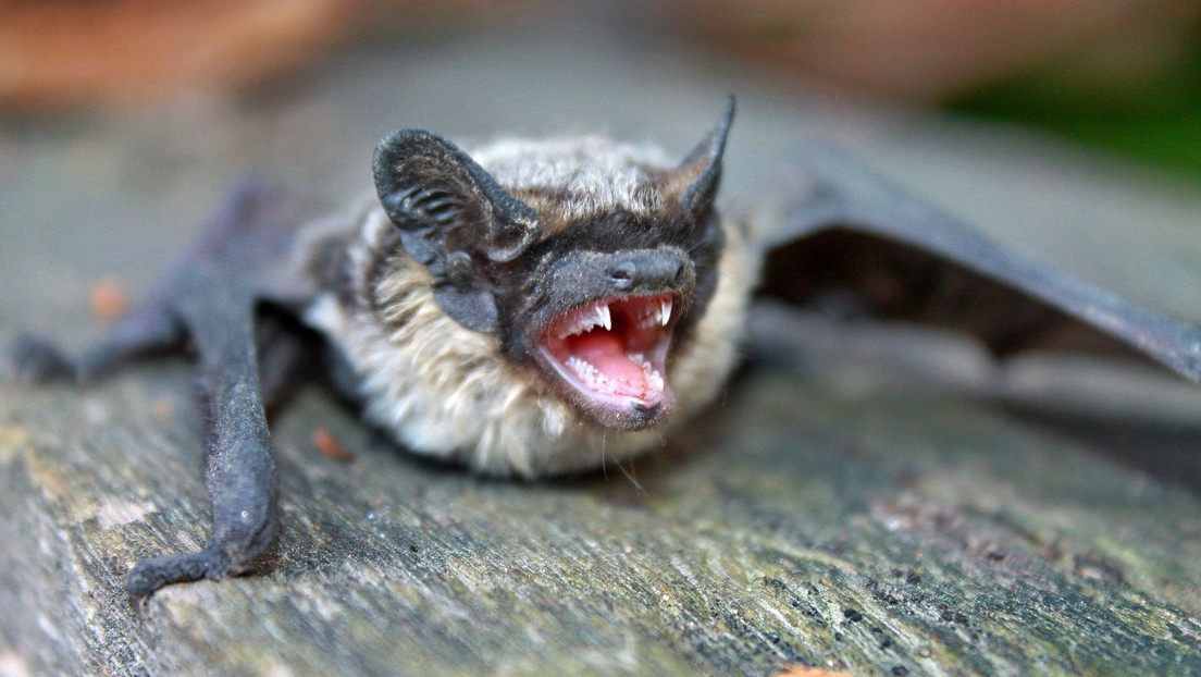 Confirman contagio de rabia en los niños que fueron mordidos por murciélagos en México