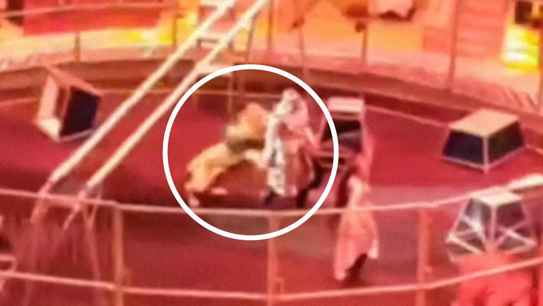Un domador se salva del ataque de un león en un circo ruso (VIDEOS, FOTO)