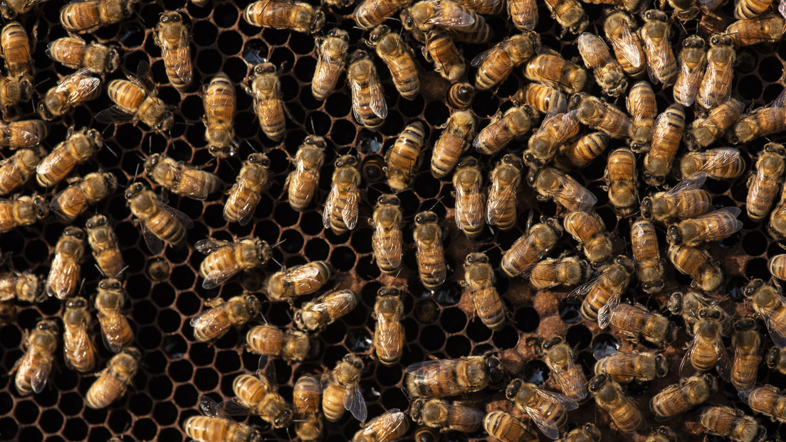 EE.UU. aprueba el uso de la primera vacuna para abejas en el mundo