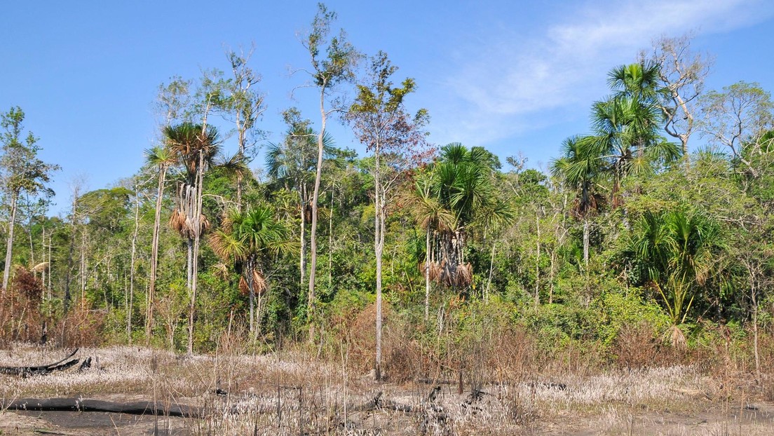 Deforestación de la Amazonía brasileña alcanza un récord en el último mes de Bolsonaro
